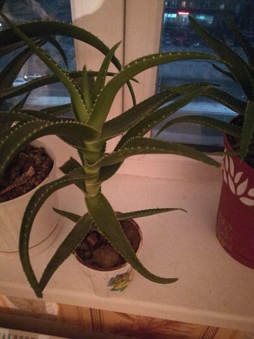 алоэ продам домашний