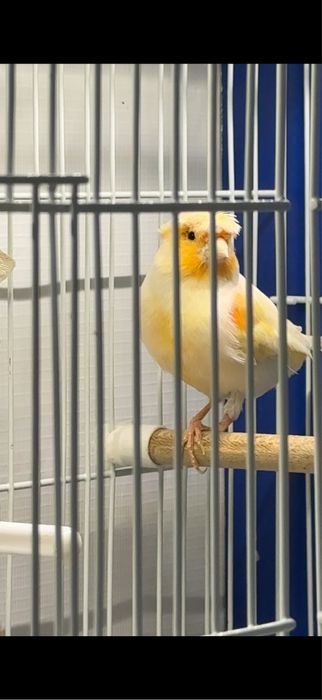 Канарейка кенар самец