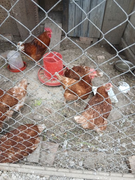 Oua pt incubat Leghorn alb și Issa Brawn