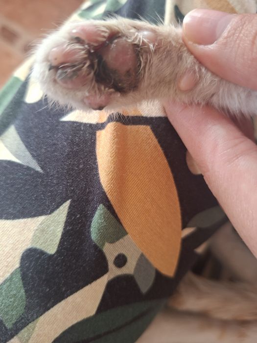 Потерялся котёнок