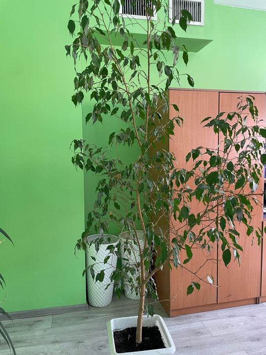 продам фикус бенджамина.