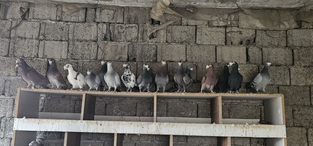 Porumbeii ,duduros si italian