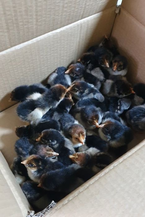 Кучин балапандары сатылады