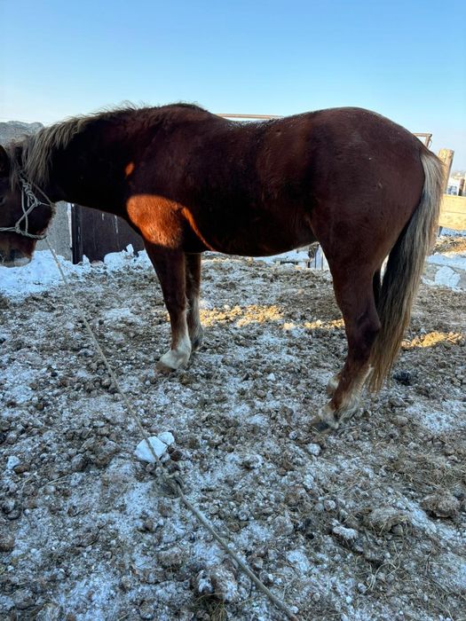 Продам жеребцов.