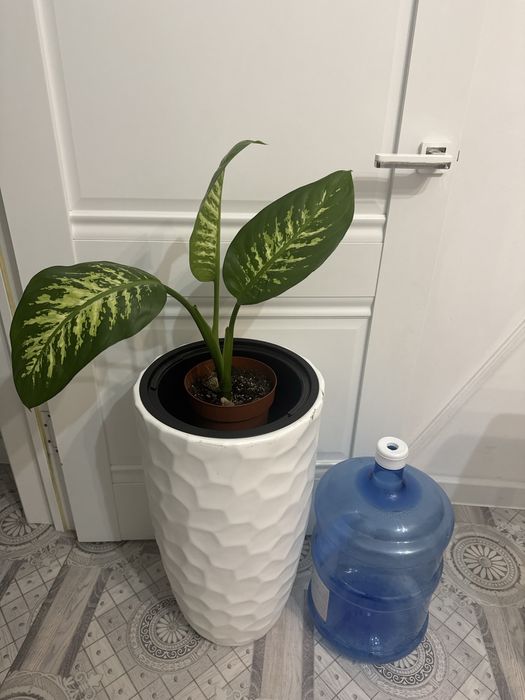 Комеатные растения