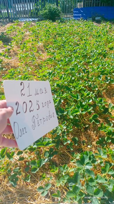 Клубника элитных сортов