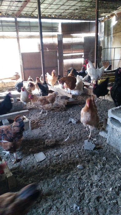 Курицы молодые и красивые