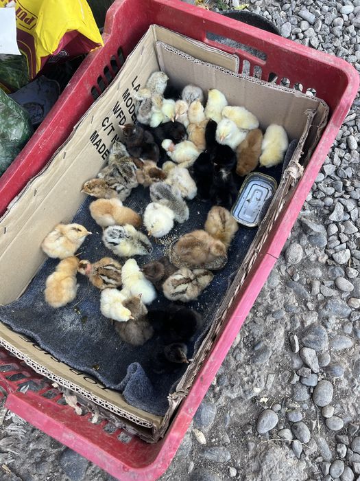 Vand pui de gaina de casa si pui de bibilici Mai multe detali la numaru de telefon 0741996410