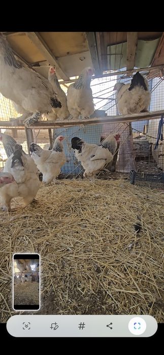 Брама мекен қораз