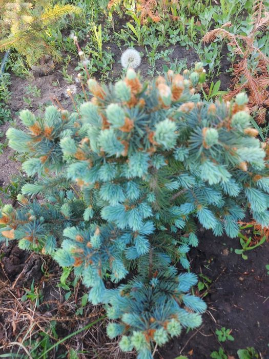 Продам саженцы хвойные