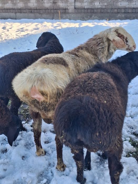 Boqilgan semiz qochqorlar bor