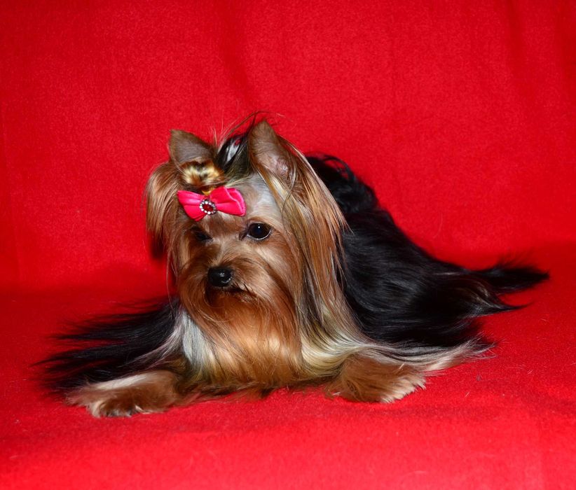 Йоркширский терьер ,мини ,,baby-face'' !