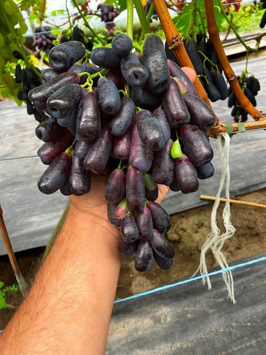 Vita de vie de soiuri de masă butasi