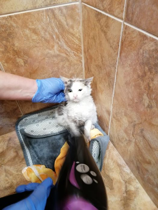 Подарявам котенце от 3 месеца