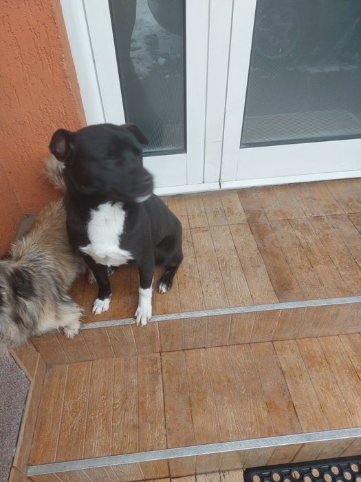 Donez câinele din imagine