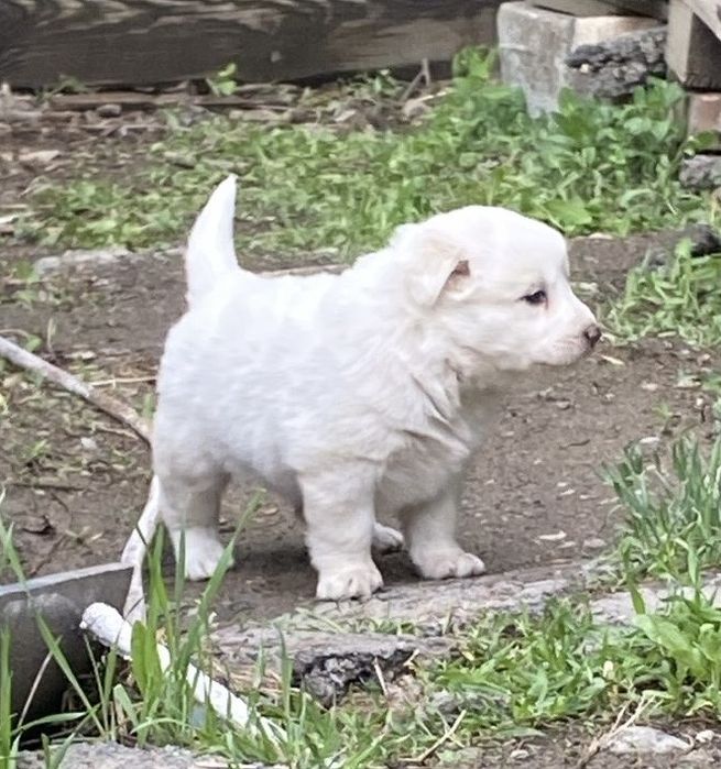 Отдам щенков 1,5 мес