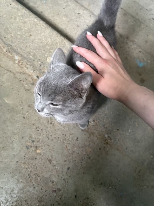 Отдам котенка в хорошие руки