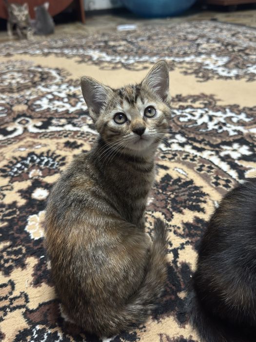 Отдадим котят в хорошие руки