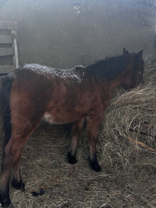 Жабагы Тай сатылады