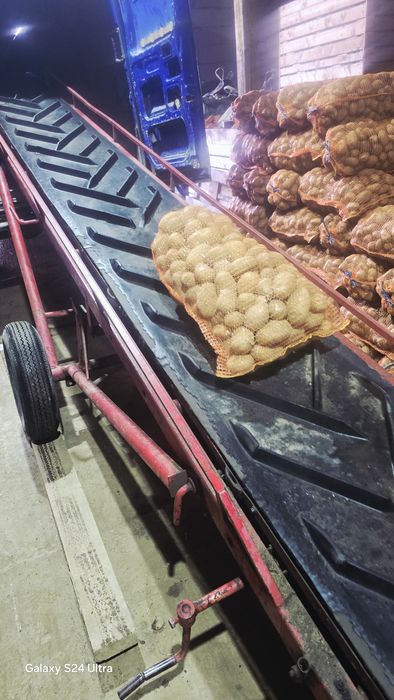 Cartofi Covasna.          .