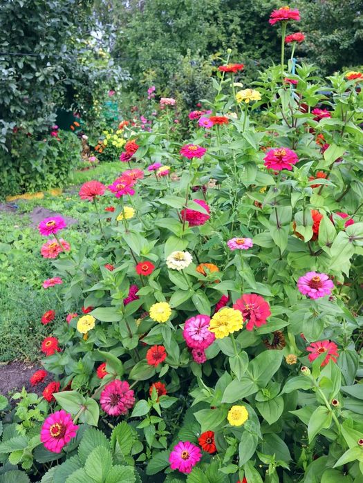 Семена цветов ассорти