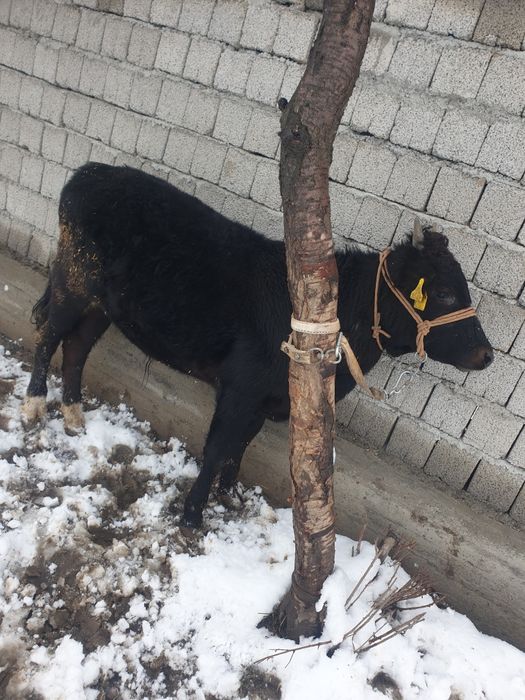 Букача сотилади срочна