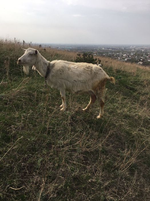 Продаю Заийнские козы