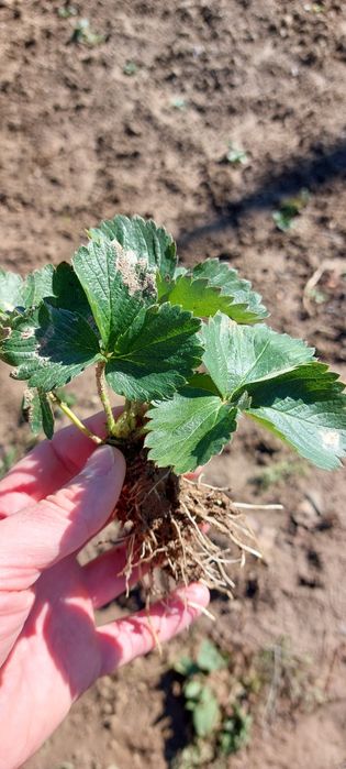 Vand stoloni capsuni Clery si Premial