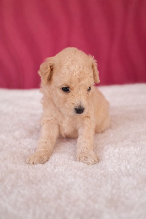 Продаются щенки пуделя