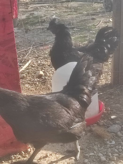 Ouă  Ayam Cemani