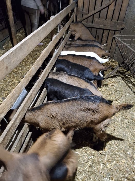 Iezi pentru reproducție