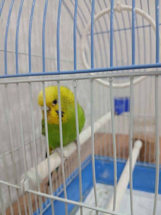 Папугай волнистый с клеткой
