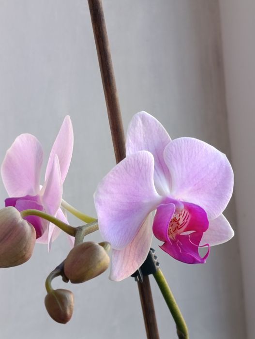 Орхидея Фаленопсис