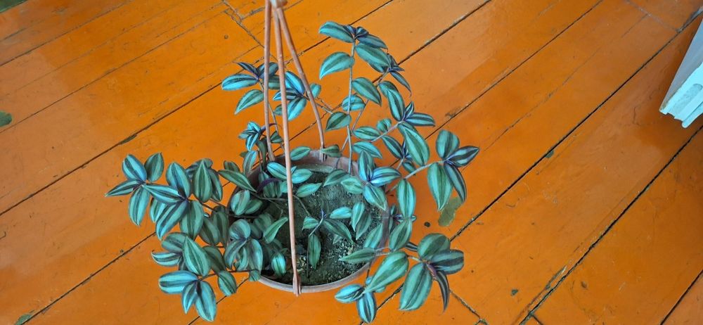 комнатные горшочные цветы