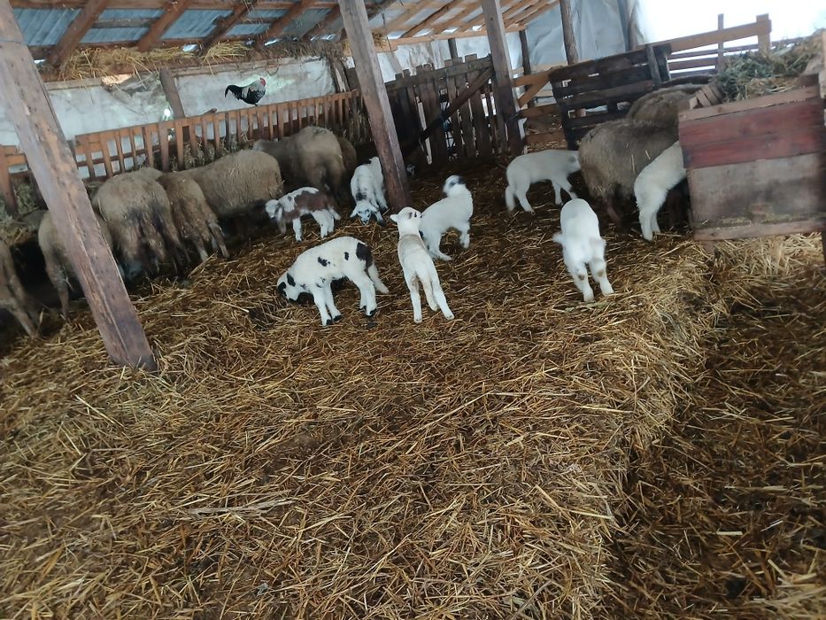 Vand oi fatate,4 sunt cu 2 miei si restu câte 1 .