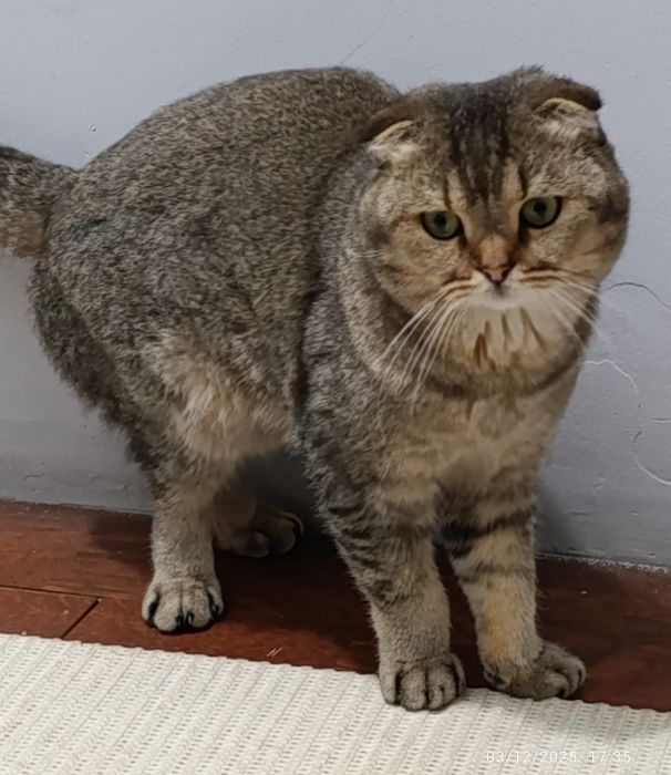 Scattish fold mushuk