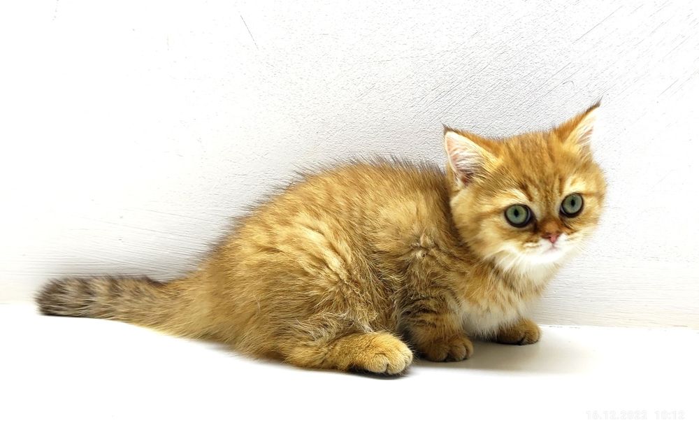 Кошечка и котик британские