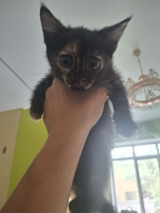 Котенок девочка(вроде)
