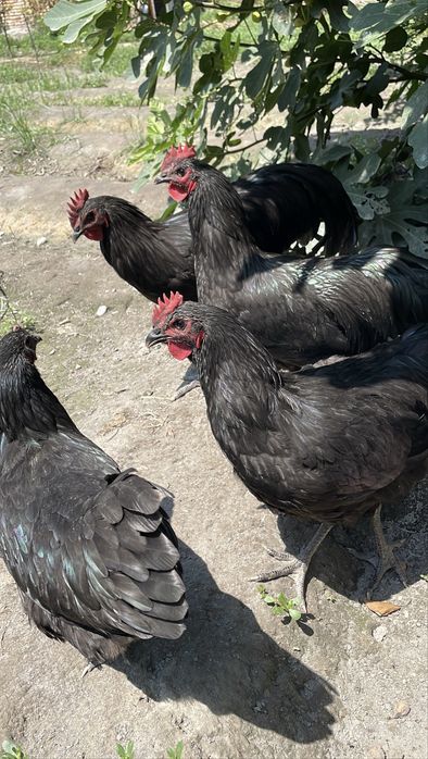 Australorp (ruminskiy) xo‘rozlar sotiladi