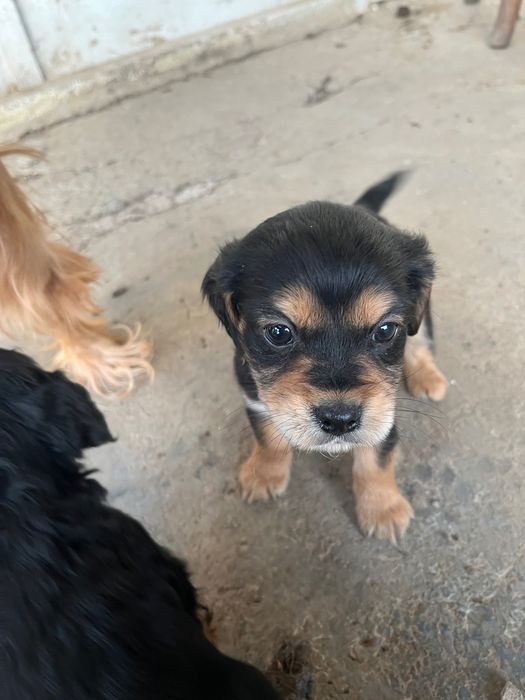 Смесени кокер шпаньоли – 6 свободни, могат да се запазят