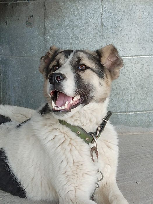 Щенок күшік породный