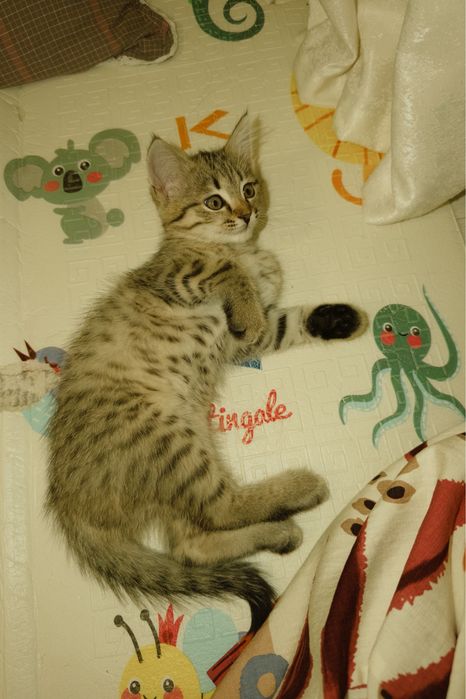 Отдам в добрые руки котик