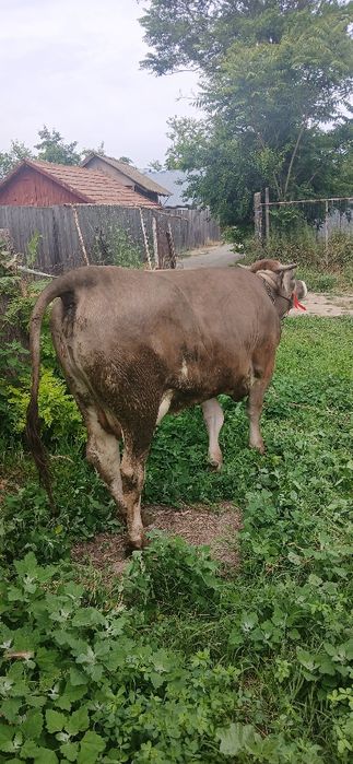 Vând Junică fatată