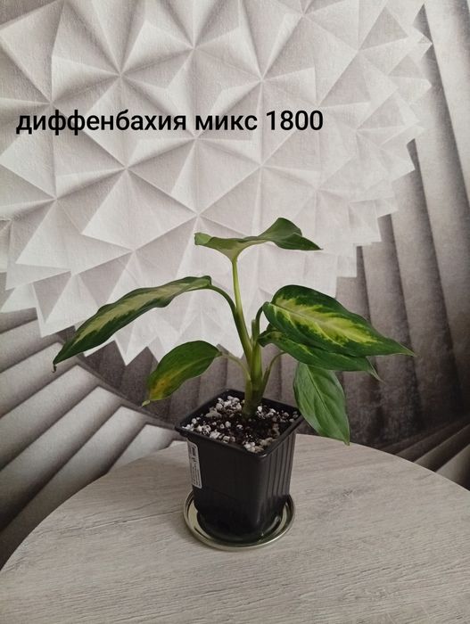 Продам комнатные растения