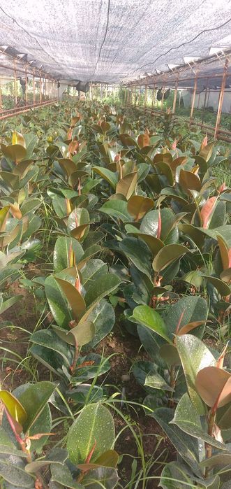 Фикусы Бенжамина