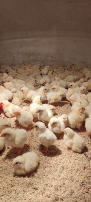 Цыплята бройлера