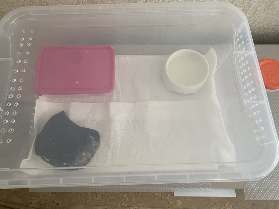 Продам Эублефара