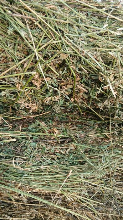 Baloți de lucernă
