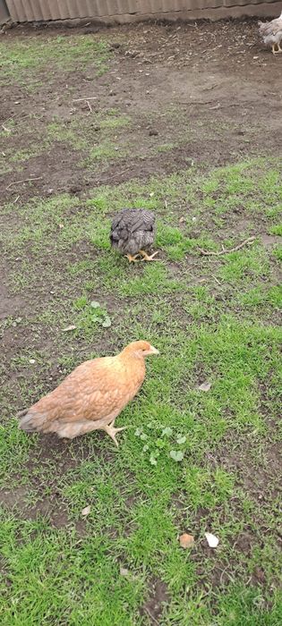 Vând 20 de pui colorați 3 luni