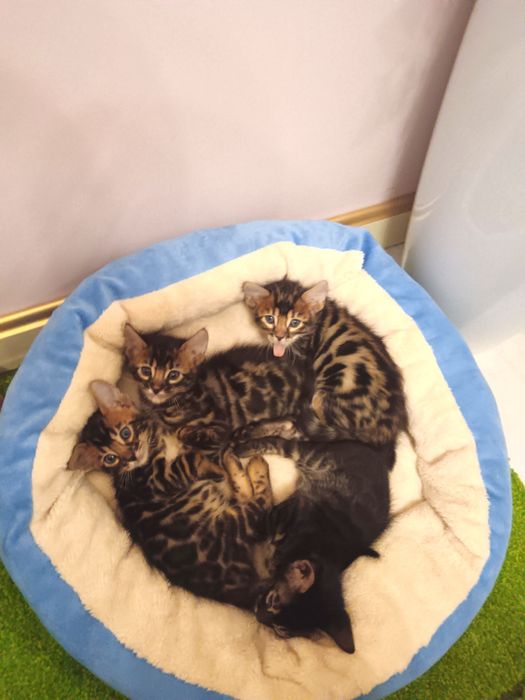 Бенгал мушуги болалари тоза зотли